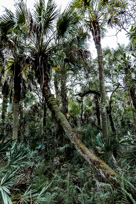 Leaning Sabal Palm