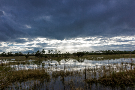 Florida Wetlands Meditation