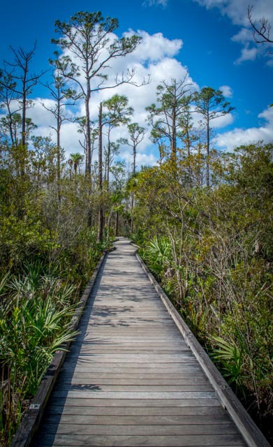 Sunny Boardwalk