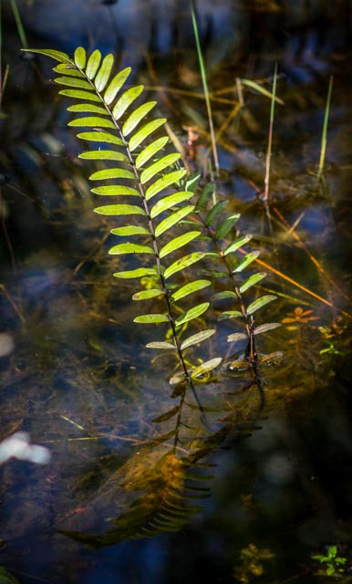 Reflection