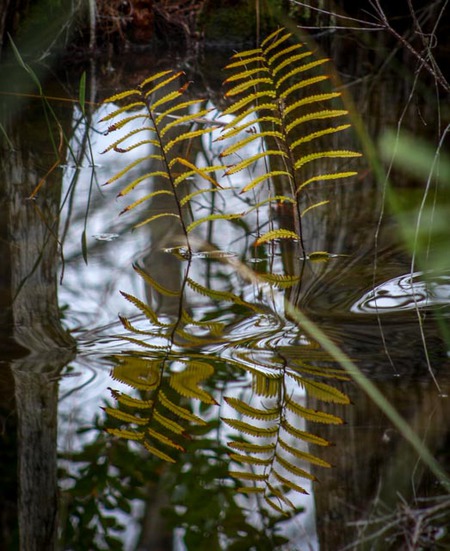 Rippled reflection