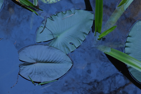 Deep Blue Reflection