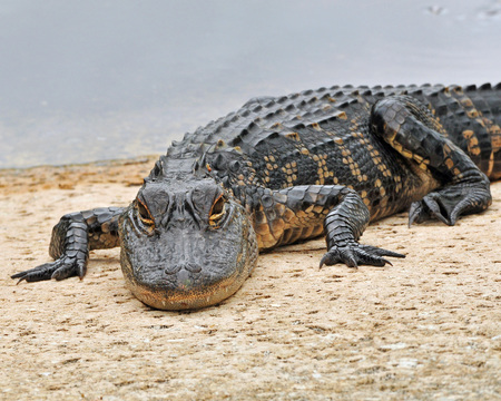 Young Gator