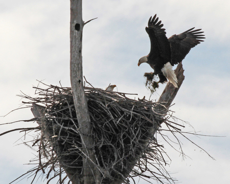 The decorator returns to the nest.