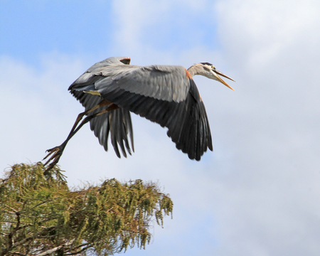 Great Blue Launch