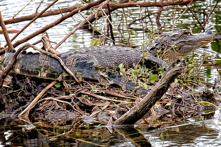Baby Alligator 