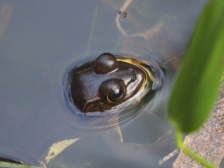 Ribbit