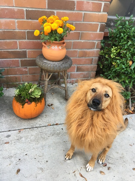 Belle the Lion