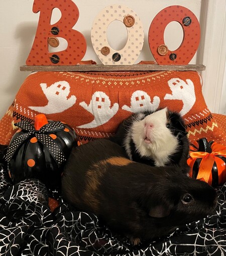 Woolly Bear and Sprout