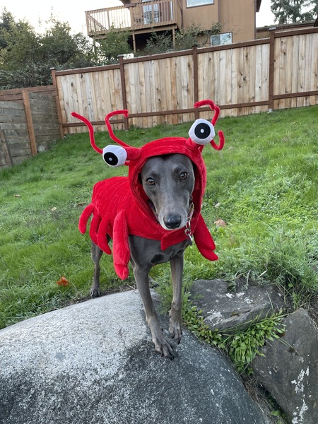 Mellie 