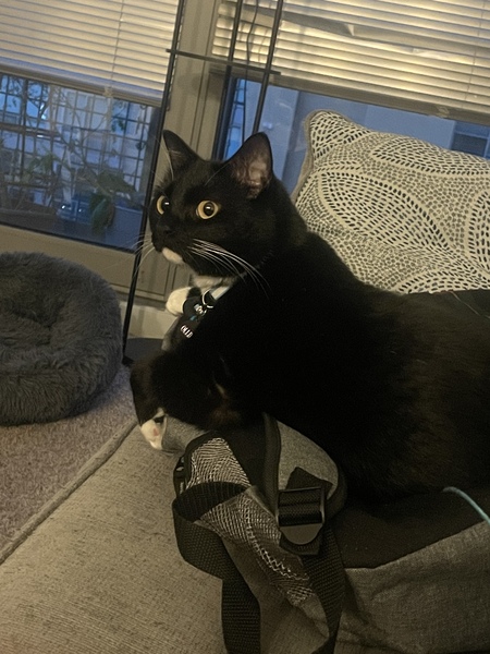 Ollie 