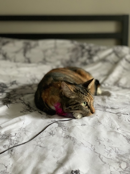 Piper