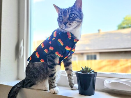 Rebel