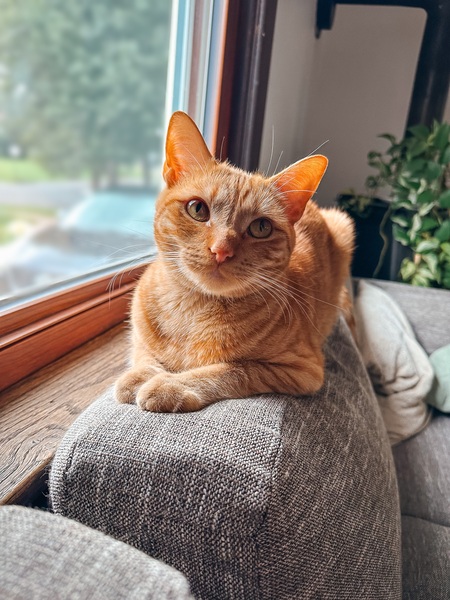 Figaro