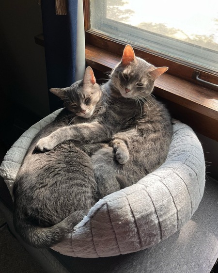 The Grayby Boys: Toulou and Remi