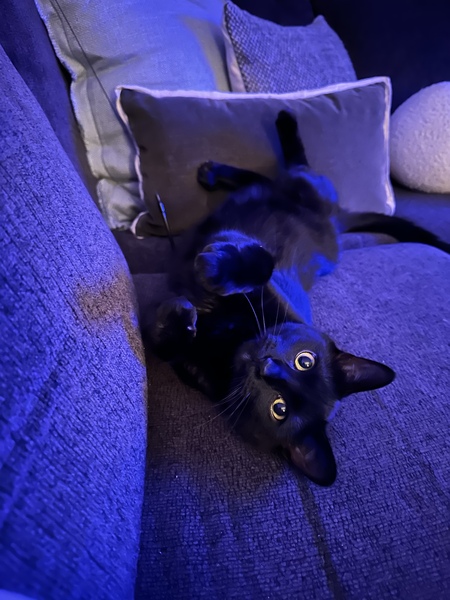 Willow 