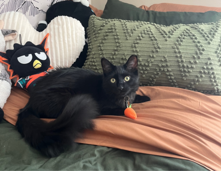 Jiji