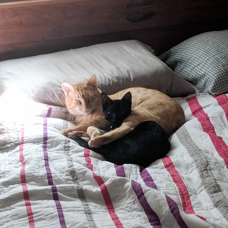 Iggy and Ollie