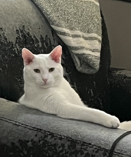 Melo 