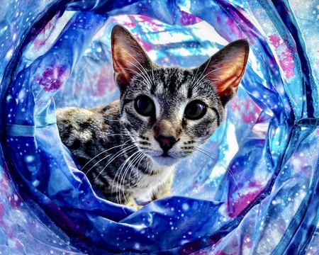 Tig