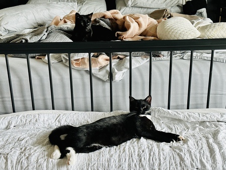 Figaro and Atticus