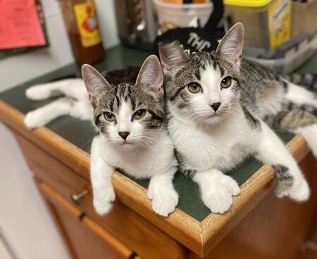 Polly and Mittens