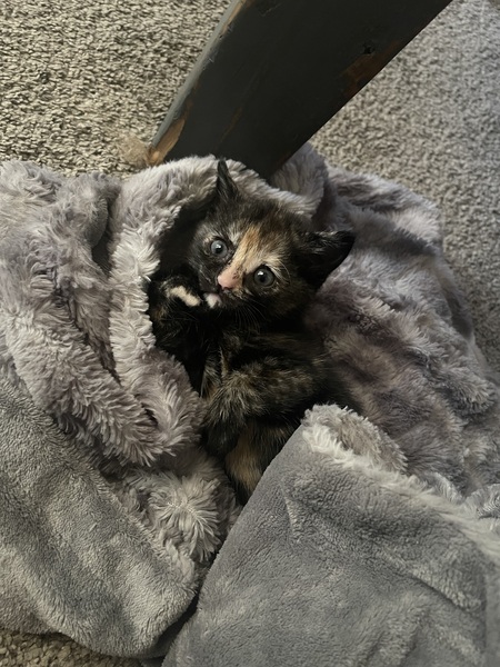 Nala