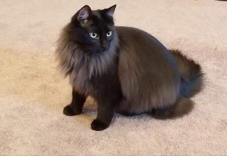 Dougie