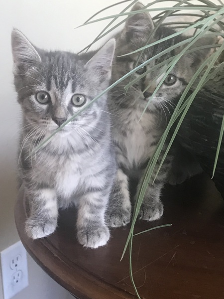 LEO & BITSY