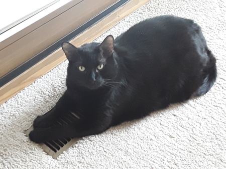 PUMA