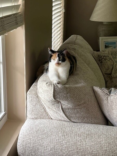 Daisy