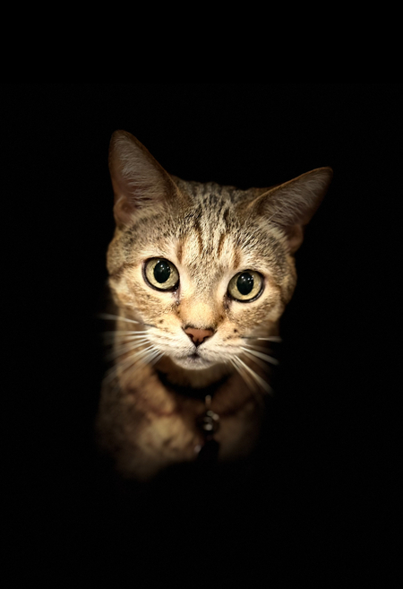 Frankie