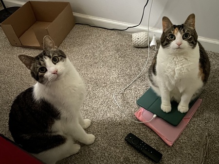 Fren & Chirps