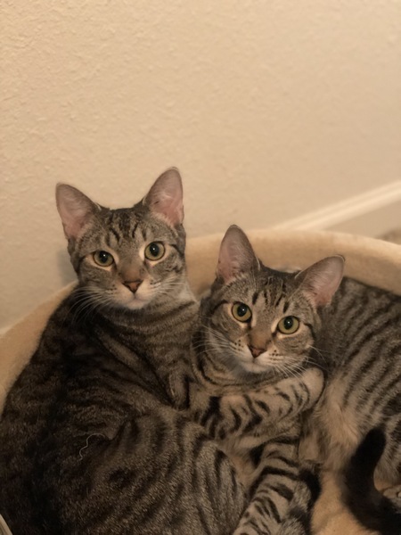 Dwight and Zadie
