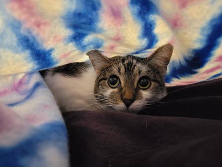 Suki
