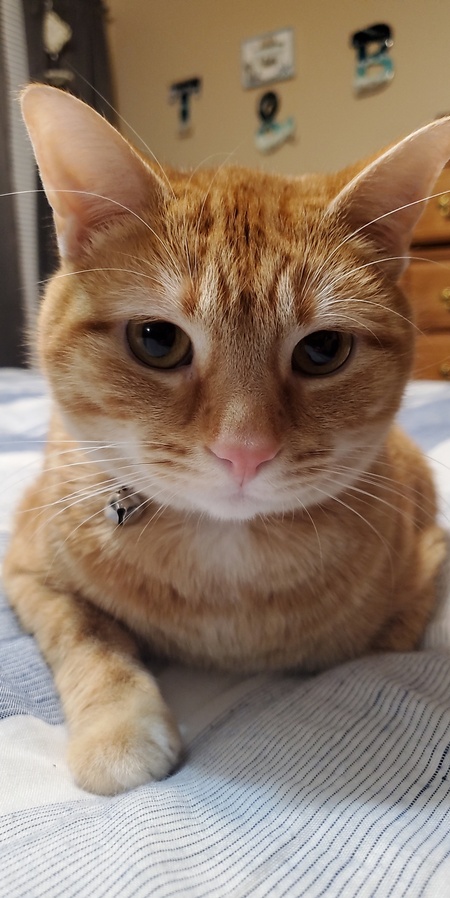 Bevo