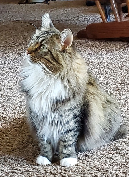 Savannah 