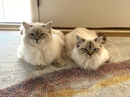 Rhett and Scarlett