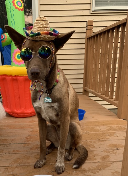 Roo