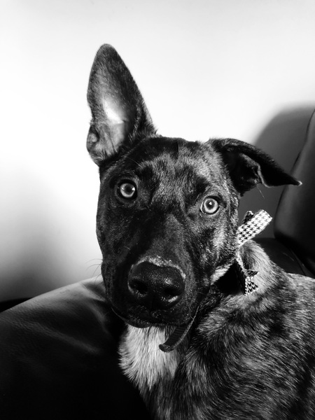 Rocky