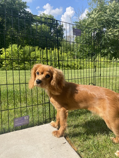 Benji