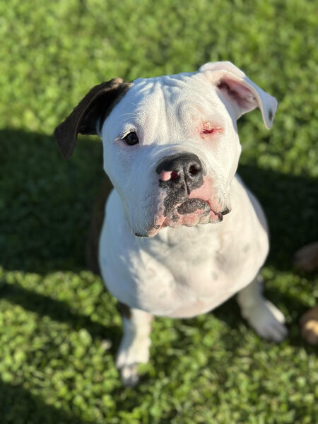 Wink