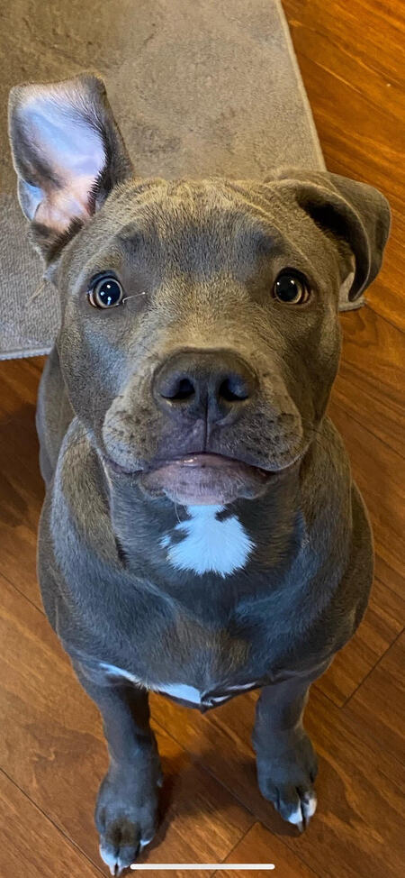 Maverick