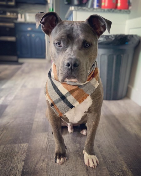 Bojangles