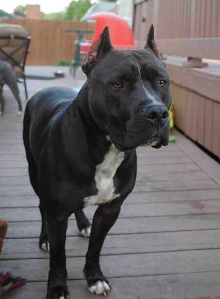 Cassius