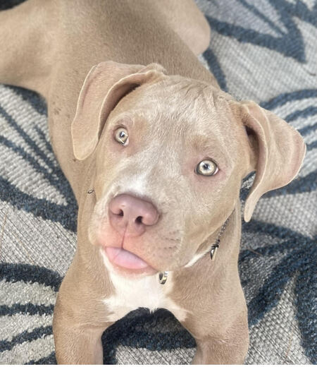 Luca