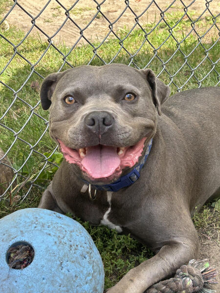 Hank
