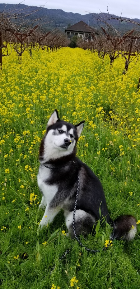 Winston
