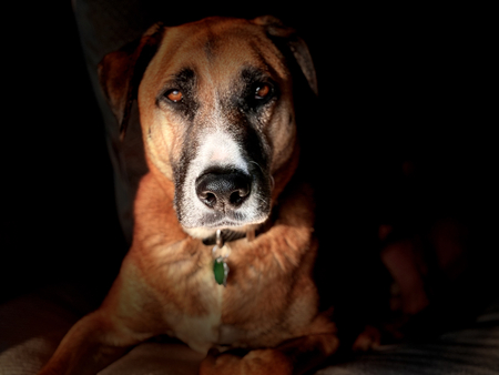 Hank