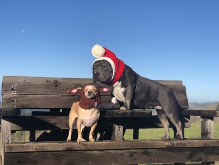 Ava & Nacho 
